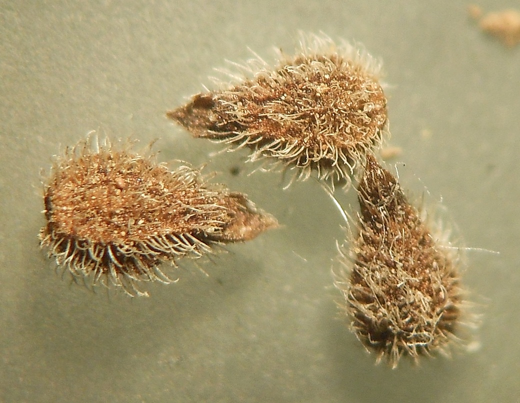 Valerianella dentata (L.) Pollich / Gallinella dentata